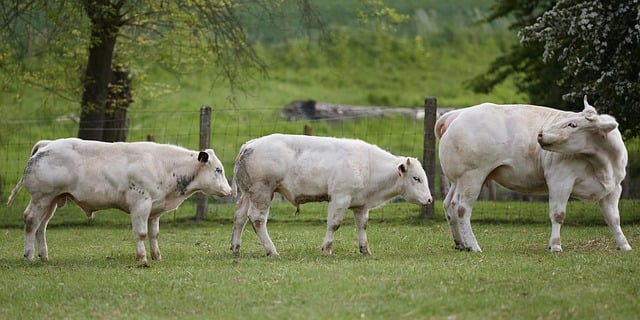 打不明白高尔夫一文读懂高尔夫规则基本知识，让你的每一杆都“算数”