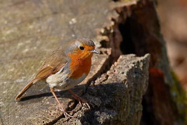 业余球手别再“乱抡”：高尔夫挥杆动作分解，从教练内训视角拆给你看