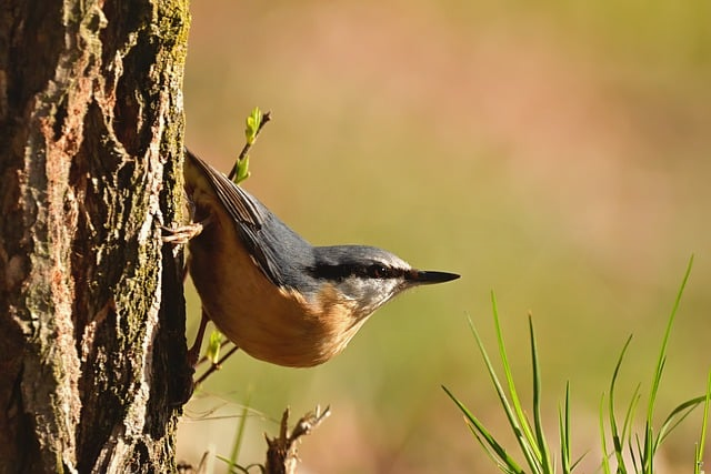 别只盯着欧美大牌了，日本十大顶级高尔夫球杆到底强在哪